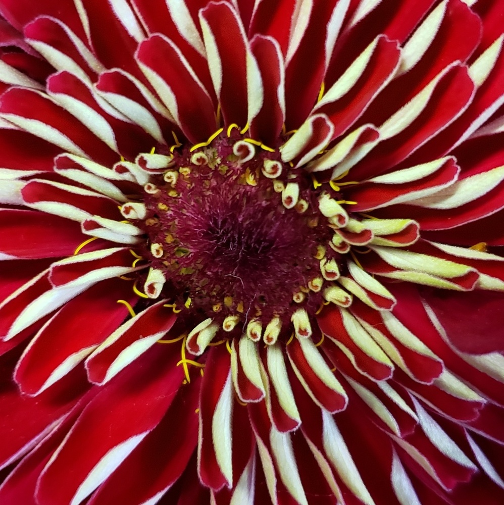 Meet your Posher, Jeanne